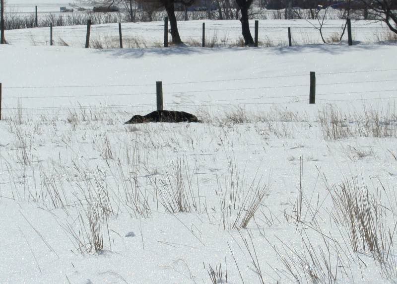Baby Pictures - Cattle