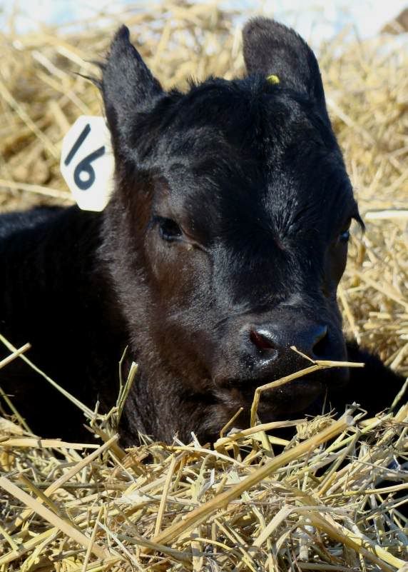 Baby Pictures - Cattle