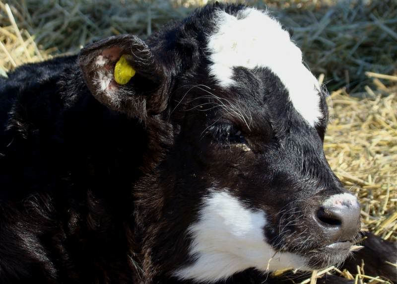 Baby Pictures - Cattle