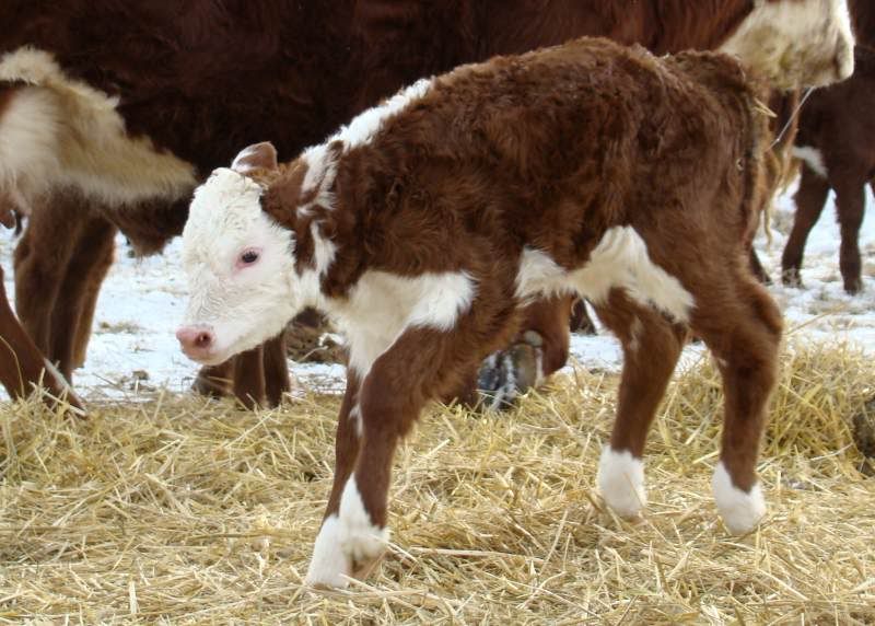 Baby Pictures - Cattle