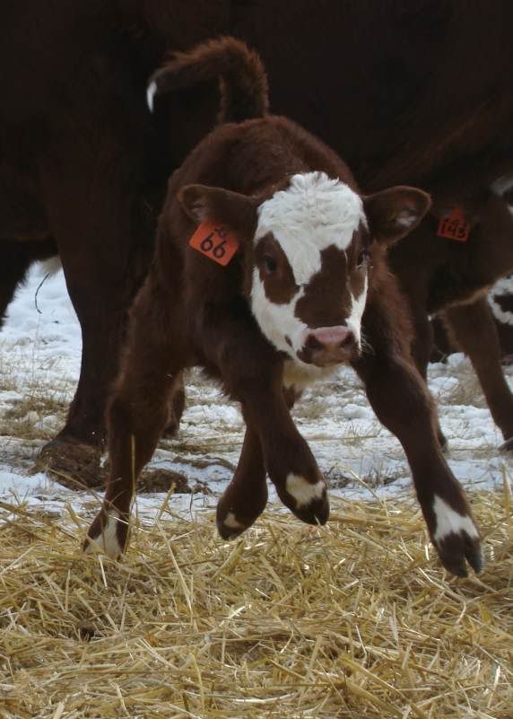 Baby Pictures - Cattle