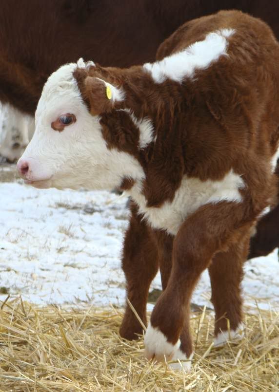Baby Pictures - Cattle