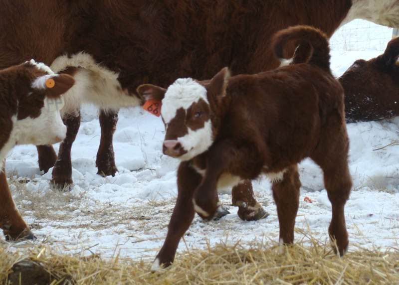 Baby Pictures - Cattle