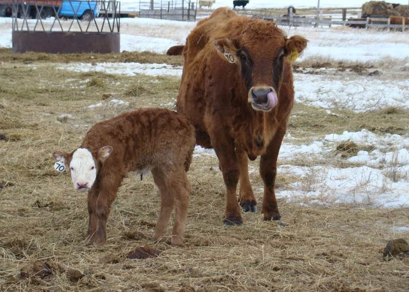 More Of Our Calving Season - Cattle