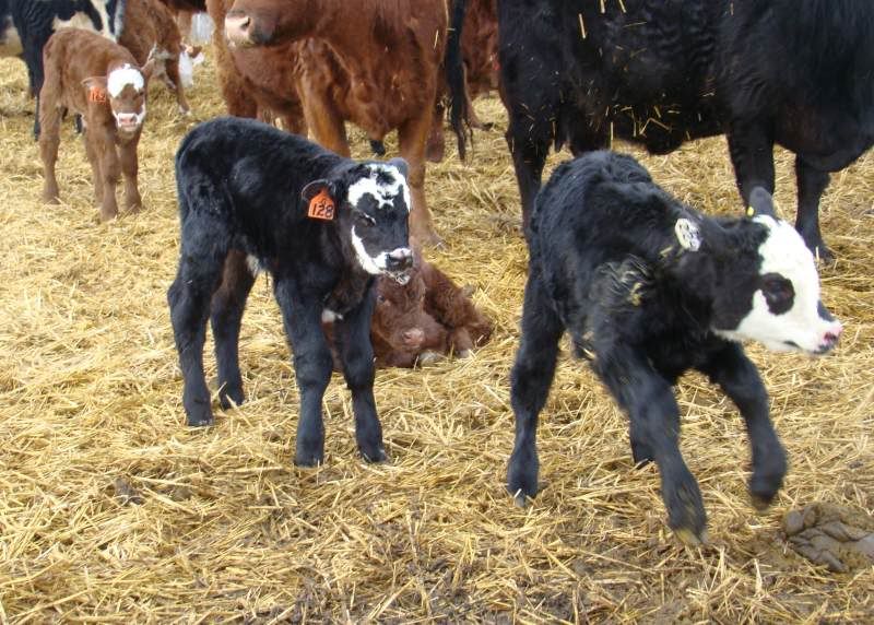 More Of Our Calving Season - Cattle