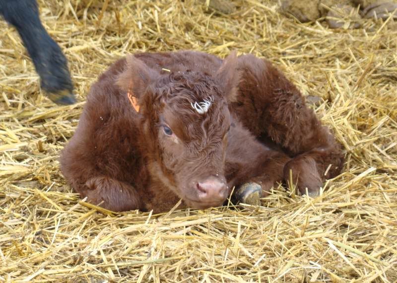 More Of Our Calving Season - Cattle