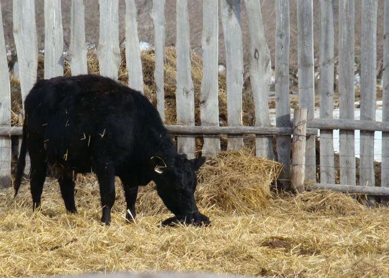 More Of Our Calving Season - Cattle