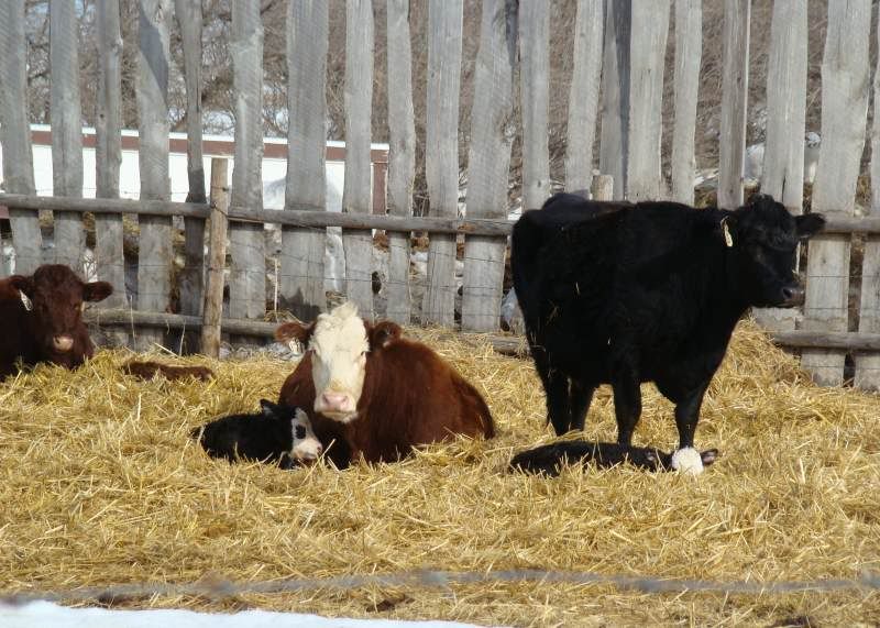 More Of Our Calving Season - Cattle