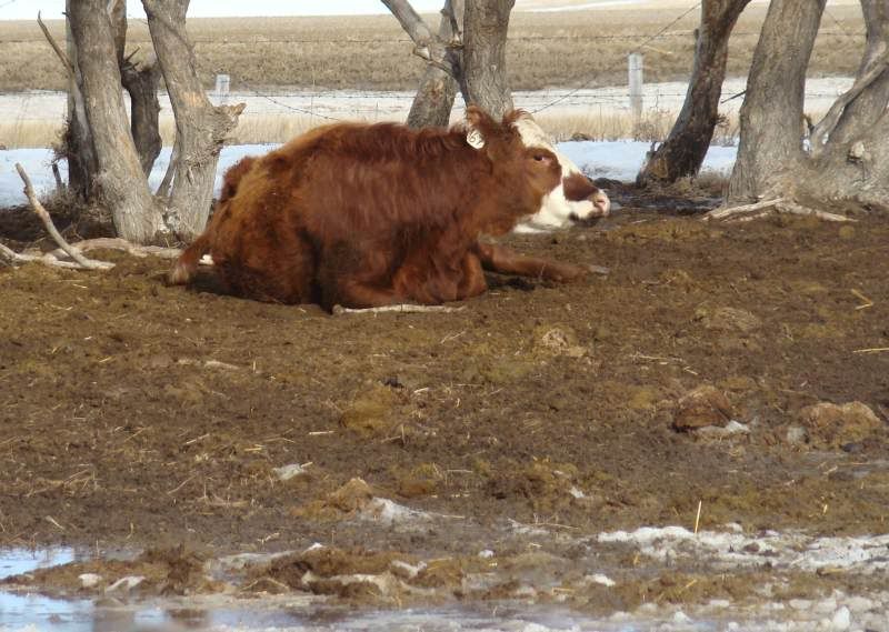 More Of Our Calving Season - Cattle
