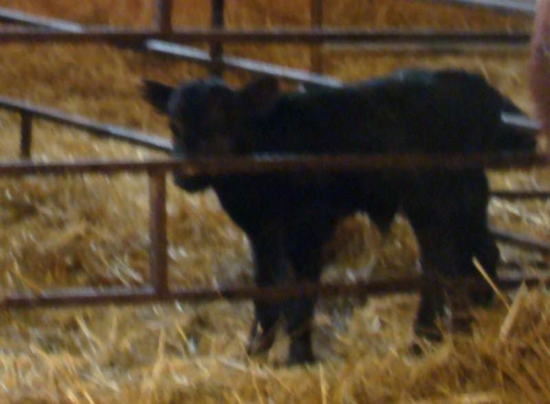 More Of Our Calving Season - Cattle