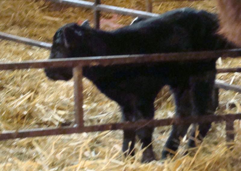 More Of Our Calving Season - Cattle
