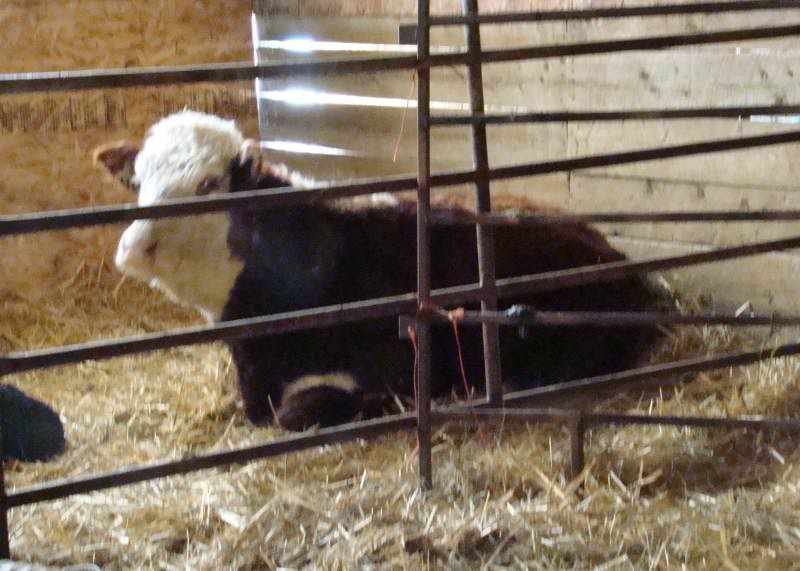 More Of Our Calving Season - Cattle