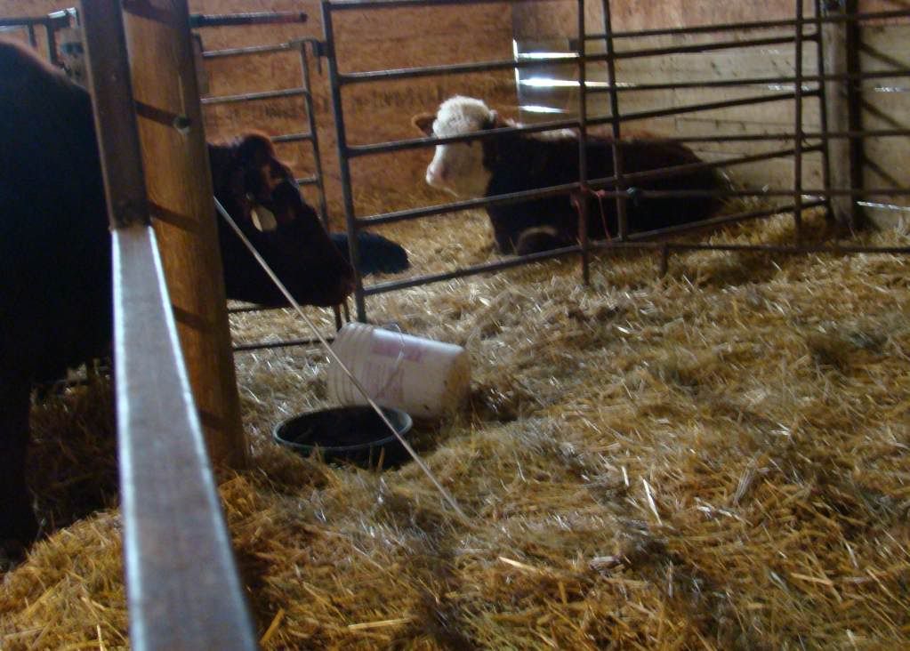 More Of Our Calving Season - Cattle