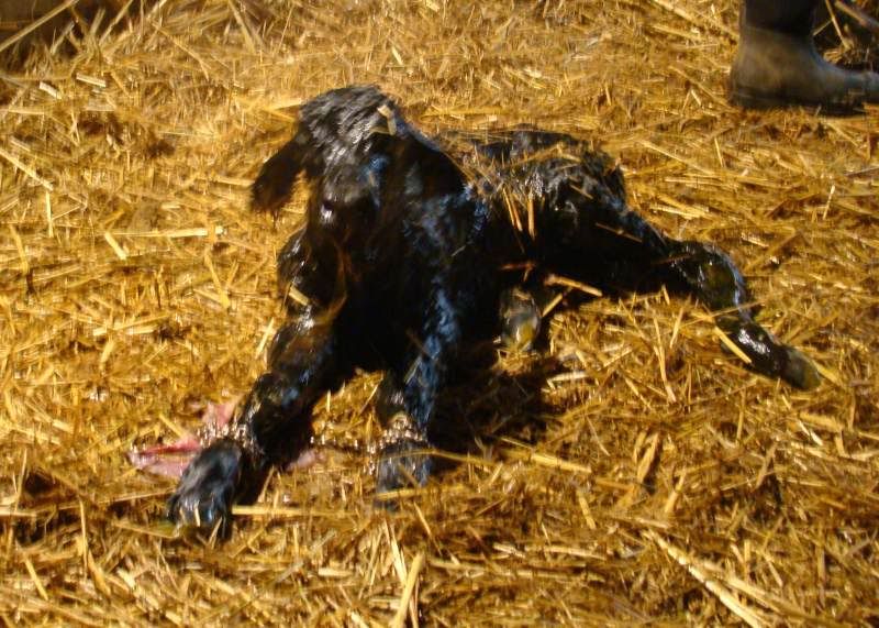 More Of Our Calving Season - Cattle