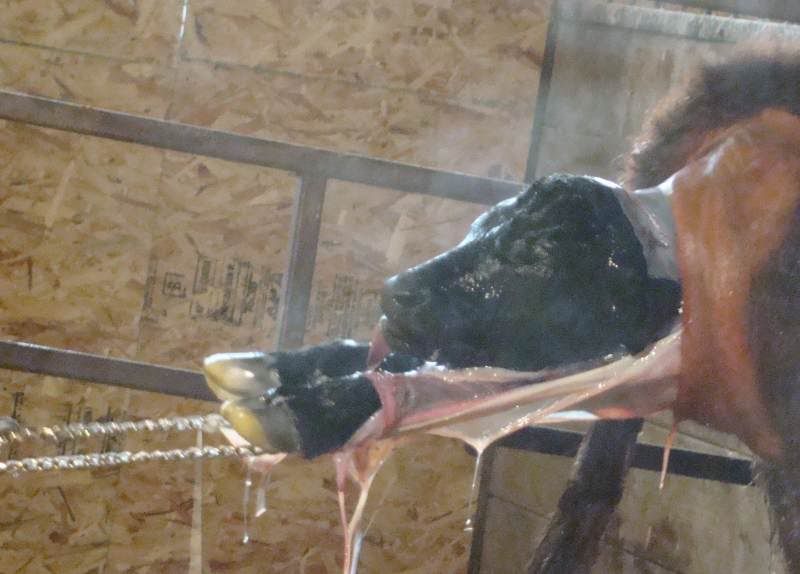 More Of Our Calving Season - Cattle