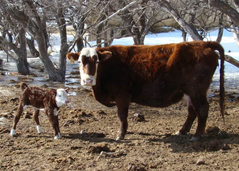 More Of Our Calving Season - Cattle