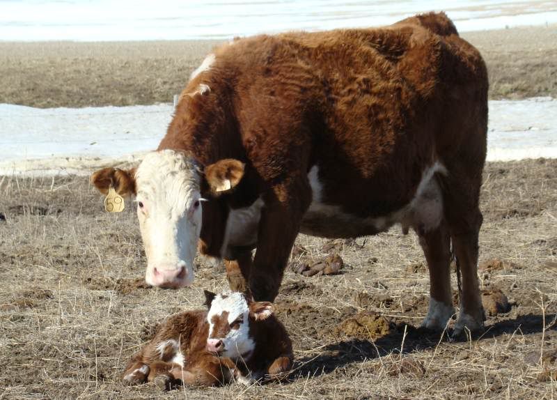 More Of Our Calving Season - Cattle