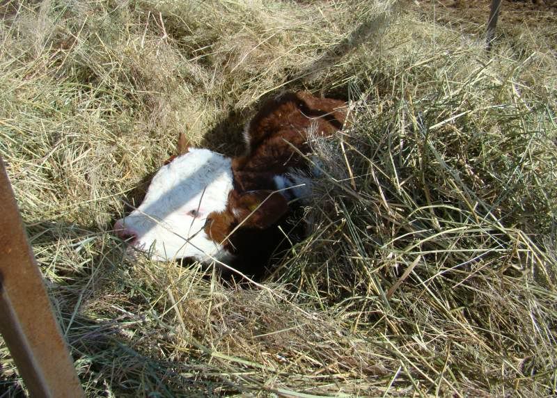 More Of Our Calving Season - Cattle