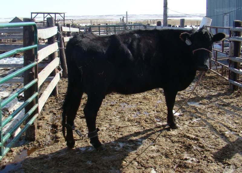 More Of Our Calving Season - Cattle