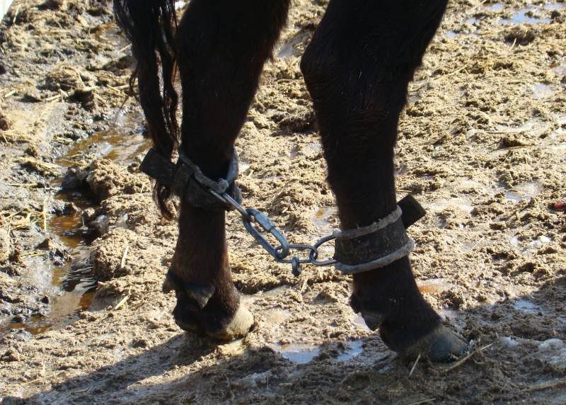 More Of Our Calving Season - Cattle