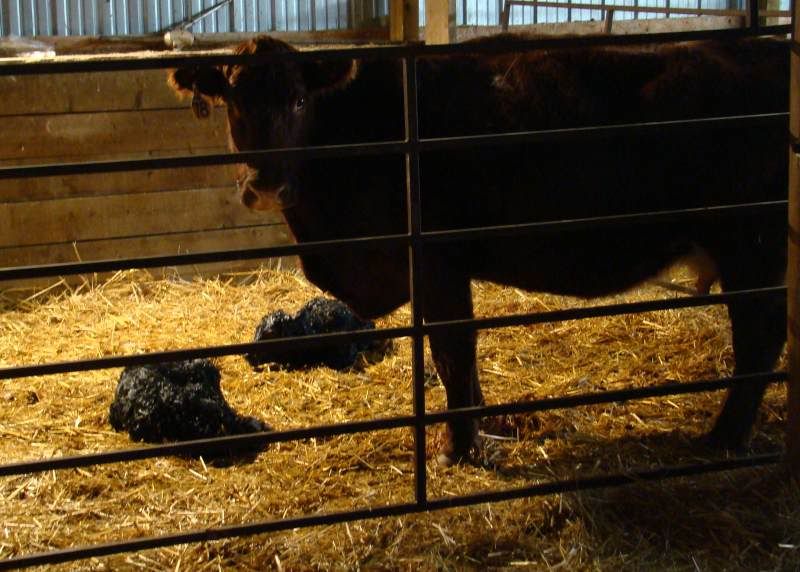 More Of Our Calving Season - Cattle