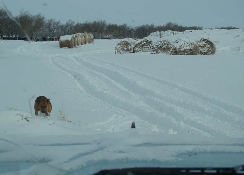 After the Storm - Cattle