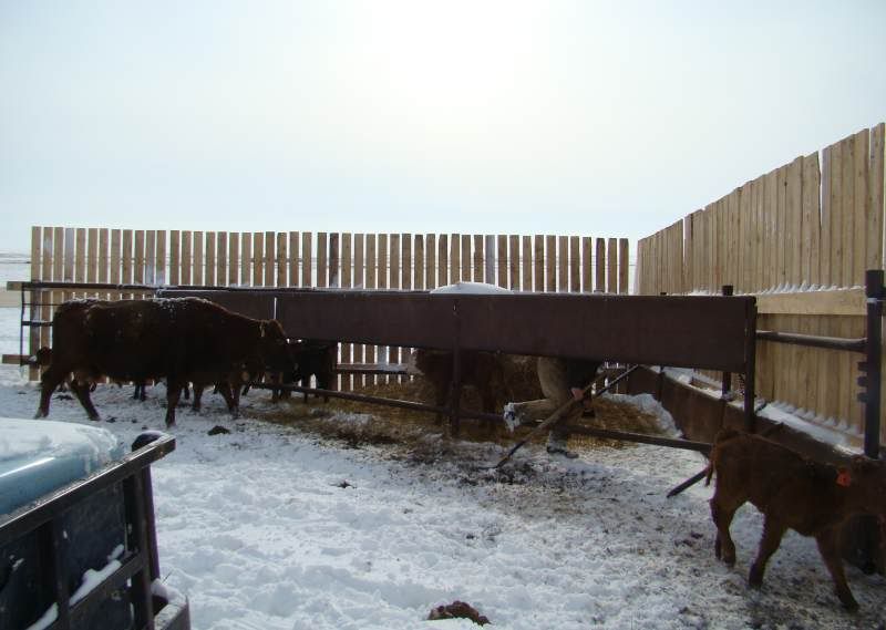 After the Storm - Cattle