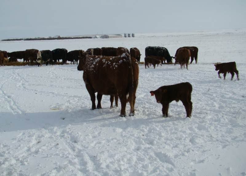 After the Storm - Cattle