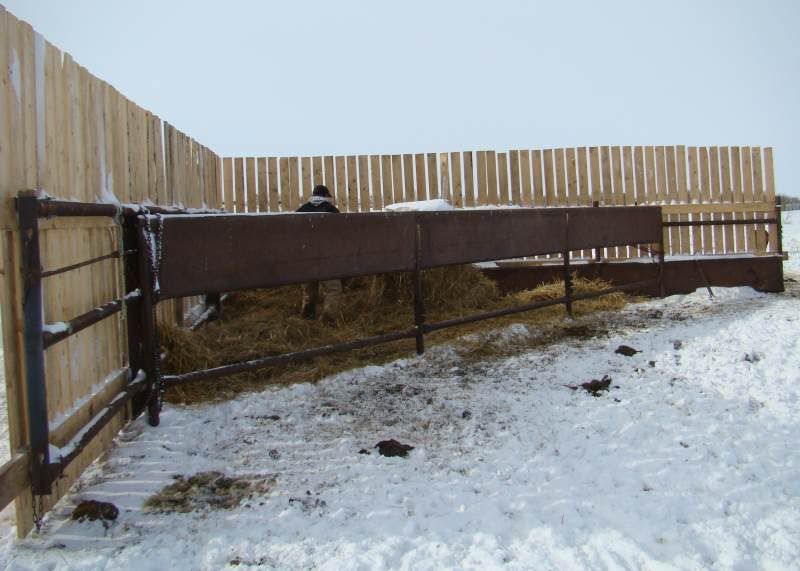 After the Storm - Cattle