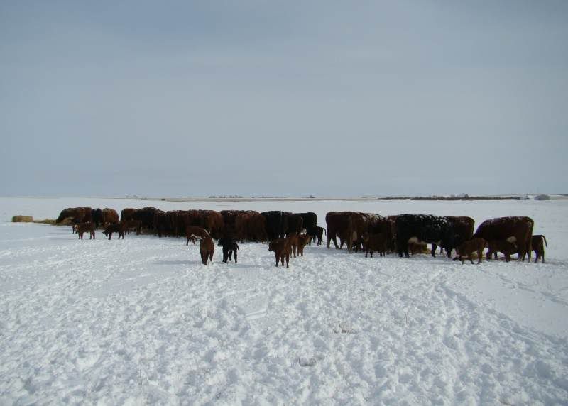 After the Storm - Cattle