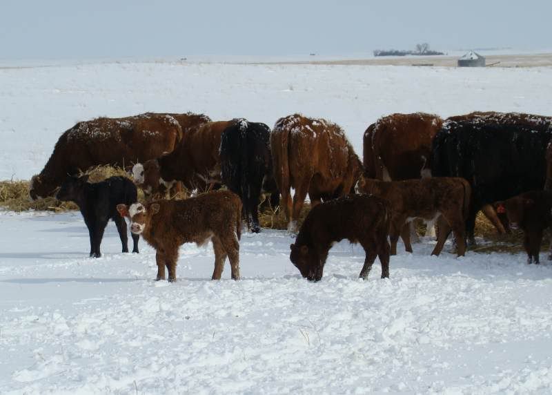 After the Storm - Cattle