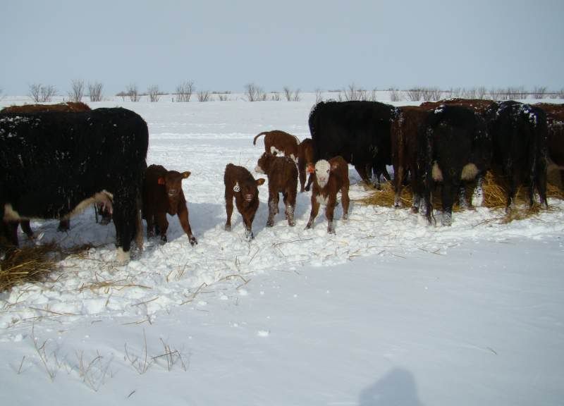 After the Storm - Cattle