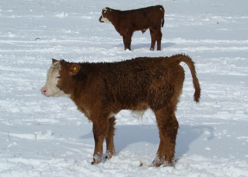 After the Storm - Cattle