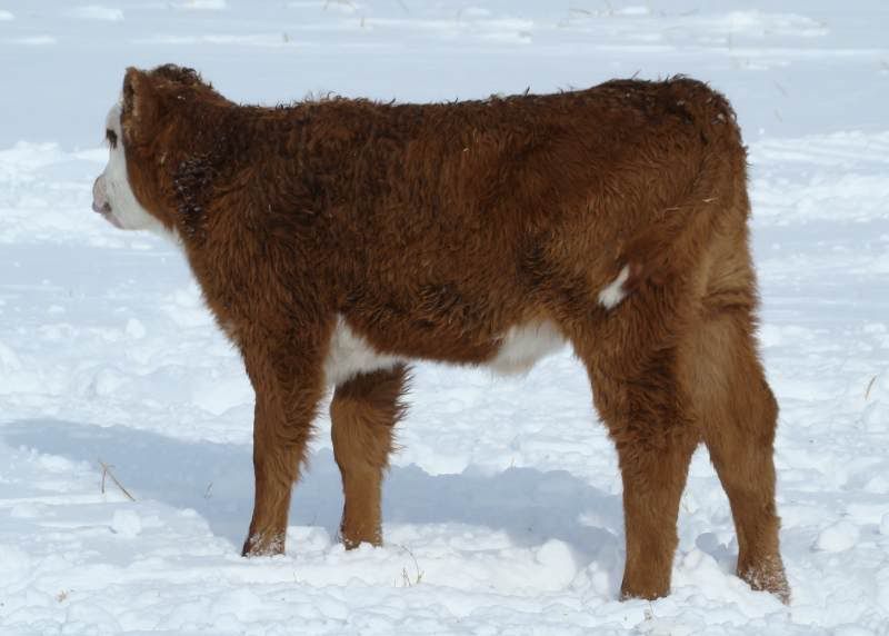 After the Storm - Cattle
