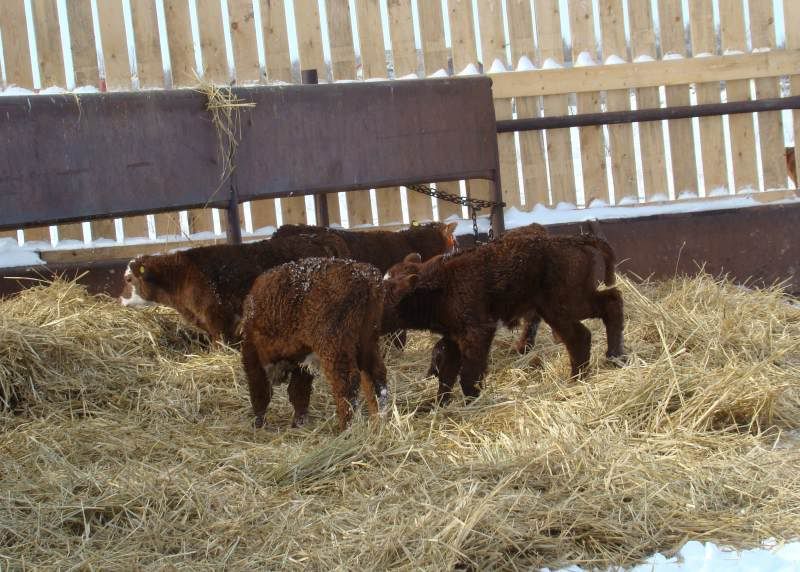 After the Storm - Cattle