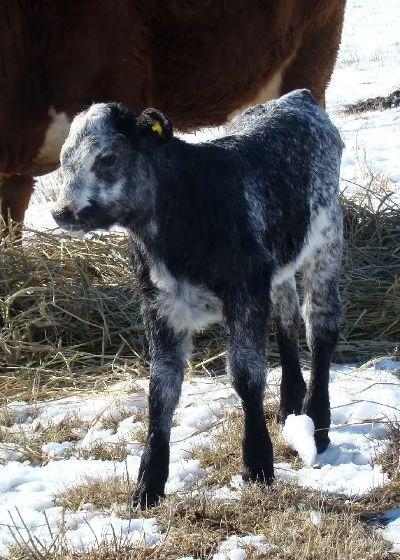 Cows and Calves Pics - Cattle