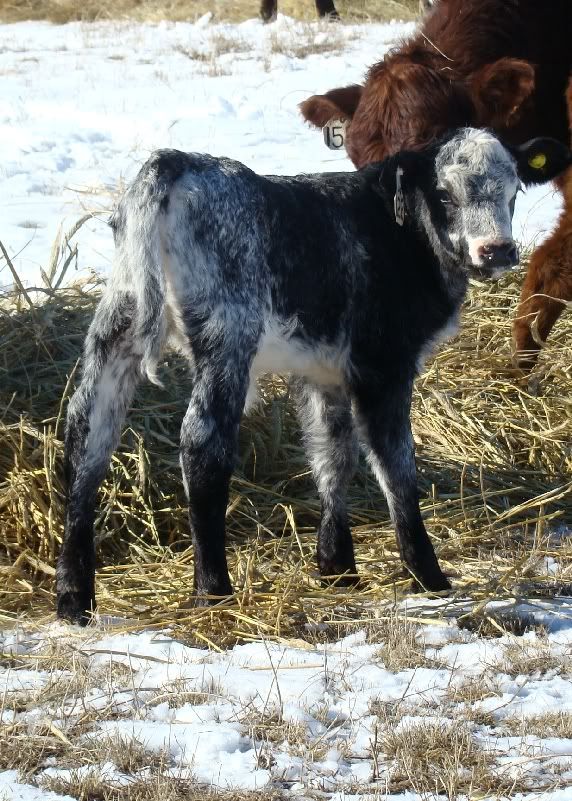 Cows and Calves Pics - Cattle