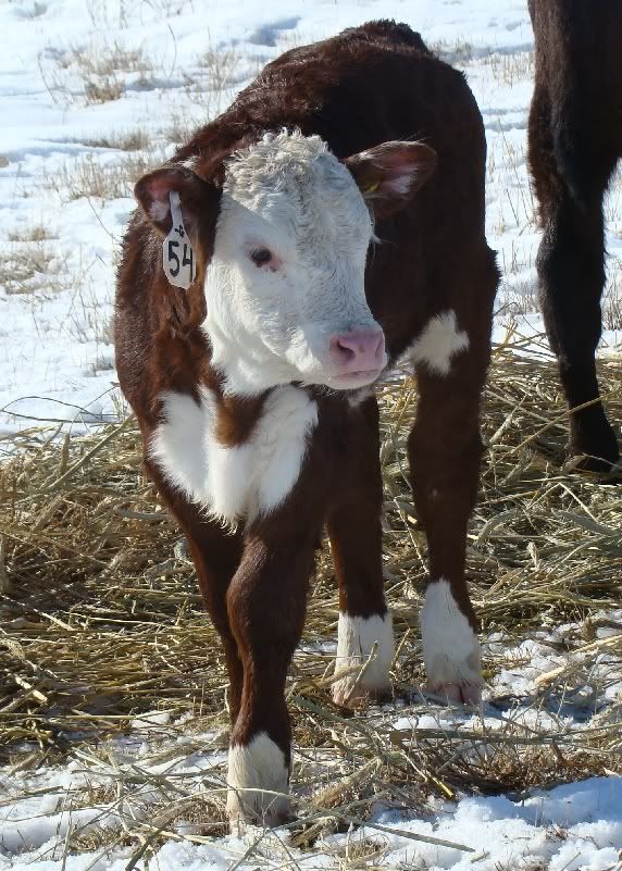 Cows and Calves Pics - Cattle