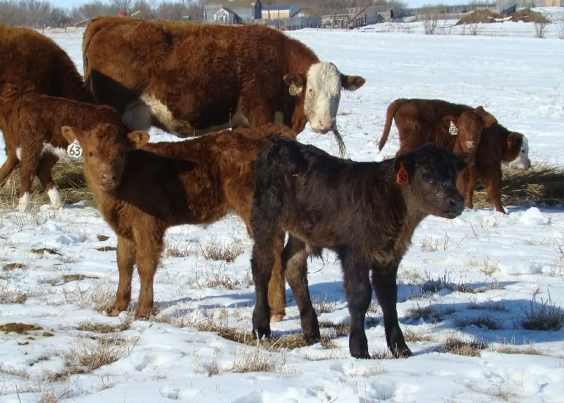 Cows and Calves Pics - Cattle