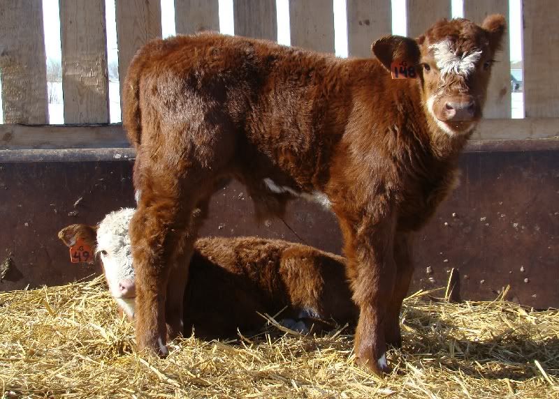 Cows and Calves Pics - Cattle