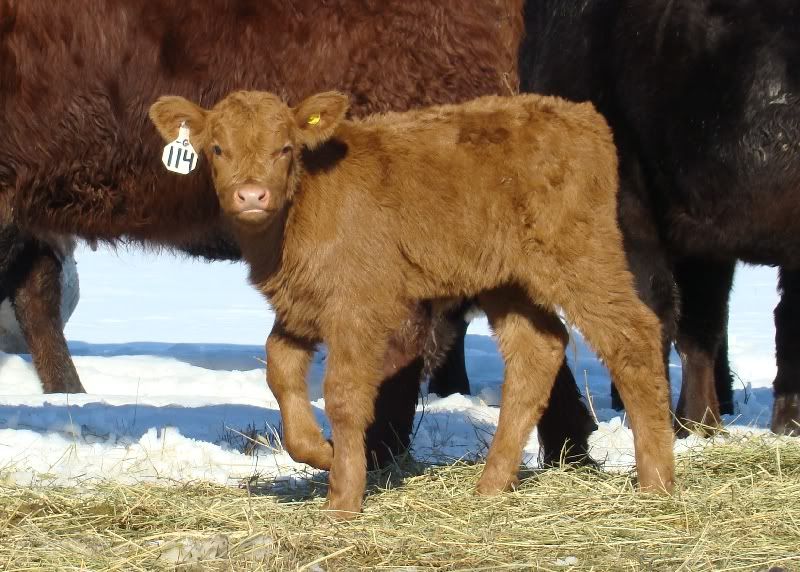 Cows and Calves Pics - Cattle