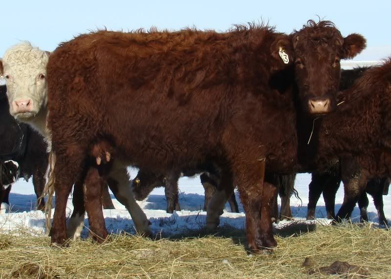 Cows and Calves Pics - Cattle