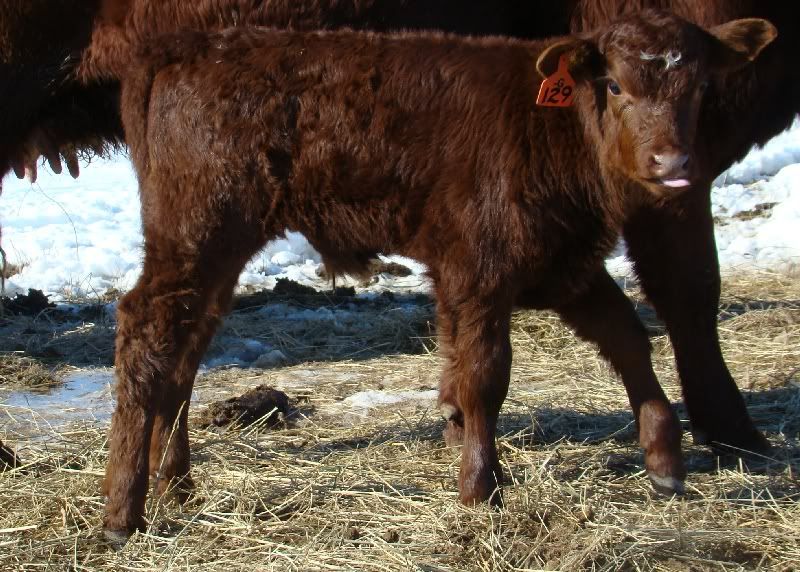Cows and Calves Pics - Cattle