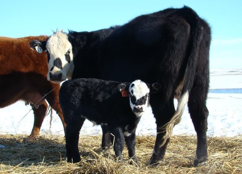 Cows and Calves Pics - Cattle