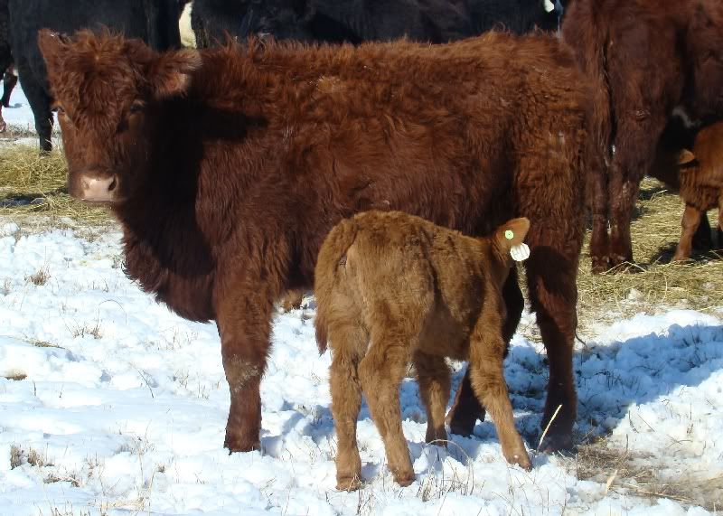 Cows and Calves Pics - Cattle