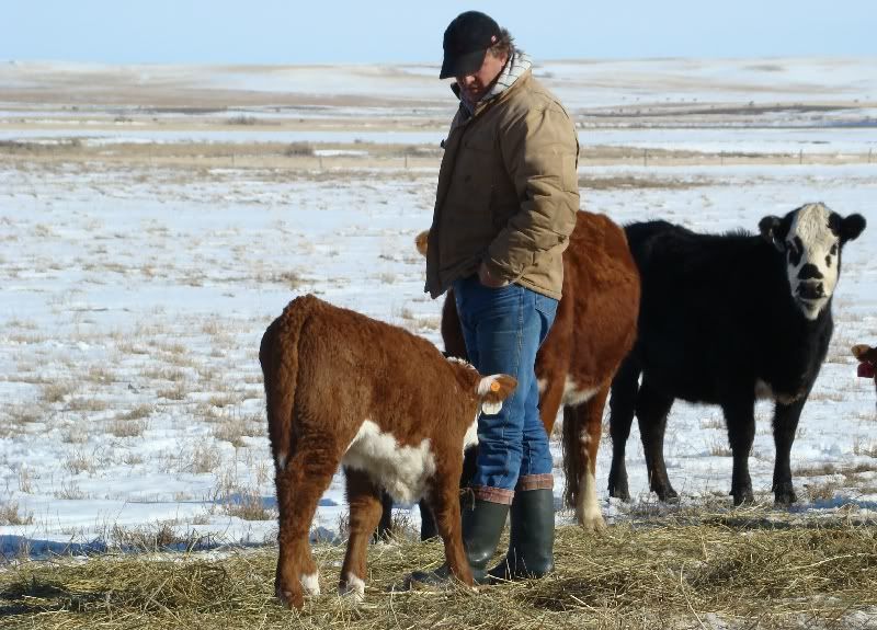 Cows and Calves Pics - Cattle
