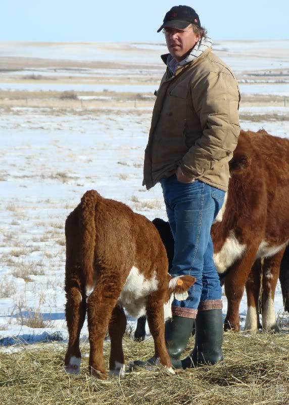 Cows and Calves Pics - Cattle