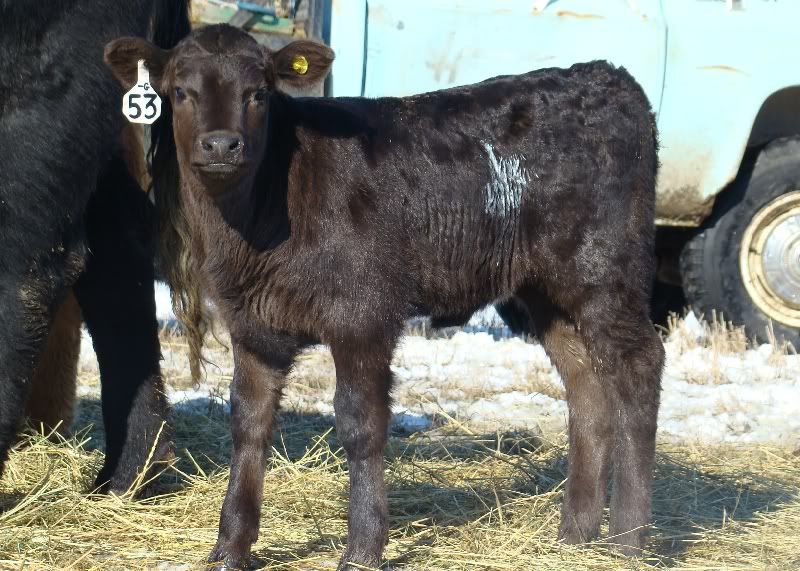 Cows and Calves Pics - Cattle