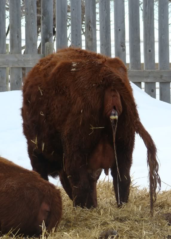 The Miracle - Cattle