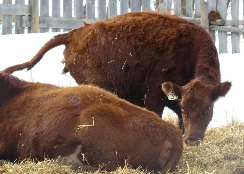 The Miracle - Cattle